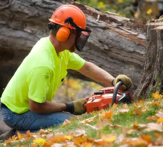 tree services Dumont